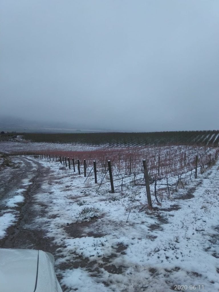 Snow-covered vineyard with overcast sky at OFF THE RECORD.