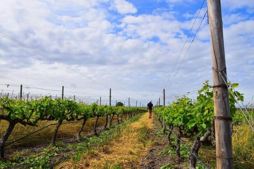 Vineyard rows under a blue sky with a person walking through the vineyard.